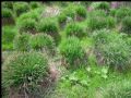 Carex nigra